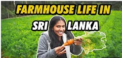 Life in a Farmhouse in Nuwara Eliya - This is Sri Lanka